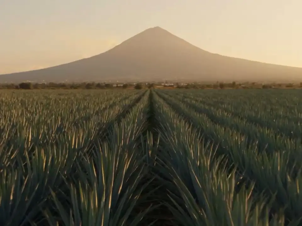 The Tequila Volcano rising over rows of blue agave