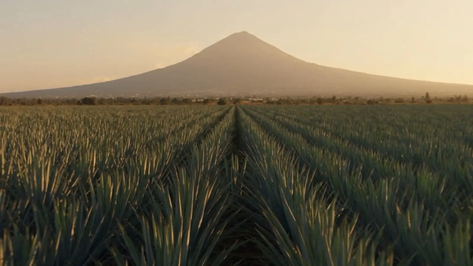 Agave fields below the Tequila Volcano