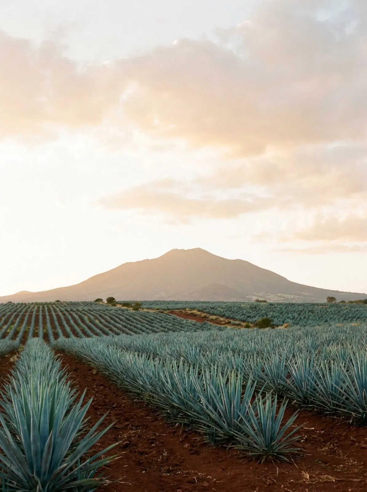 Rows of blue agave below the Tequila Volcano